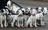 dalmatians.jpg