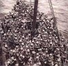 Lancs Fusiliers going to gallipoli.jpg