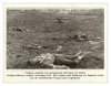 British and Portugese dead near Aubers during the March 1918 offensive.jpg