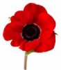 red poppy 5.jpg