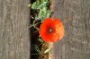 a lone poppy growing out of the boards tracing the outline of the 1917 trench.jpg